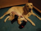 Labrador retriever s PP