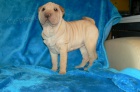 shar-pei arpej