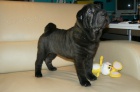 shar-pei arpej