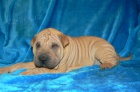 shar-pei arpej