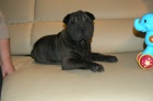 shar-pei arpej