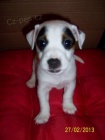 tata JRT