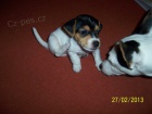 tata JRT