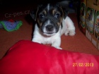 tata JRT