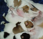 Parson Russell Terrier - prodme ttka