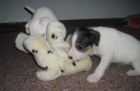 Parson Russell Terrier - prodme ttka