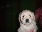 Prodm tn trpasliho pudla