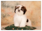 SHIHTZU ttka (shi tzu, si cu, i-tzu)