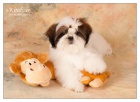 SHIHTZU ttka (shi tzu, si cu, i-tzu)