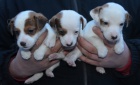 tntka jack russell terier