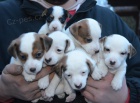 tntka jack russell terier
