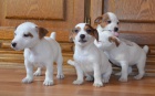 tntka jack russell terier