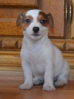 tntka jack russell terier