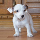 tntka jack russell terier