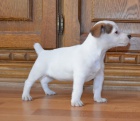tntka jack russell terier