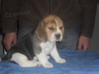 tata beagle s PP