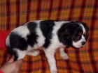 kavalr king charles panl