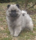 Vl pic / keeshond tata s PP 