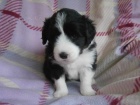 Bearded collie