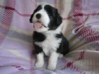 Bearded collie