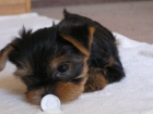 nab�z�m k prodeji pejsky yorkterriera s PP