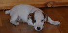 jack russell  terier