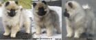 Nmeck pic vl / keeshond krsn tata s PP