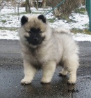 Nmeck pic vl / keeshond krsn tata s PP