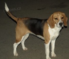 daruji fenku beagle