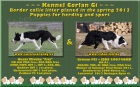 Border collie s PP na prci a sport, zahranin kryt