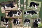 Border collie s PP na prci a sport, zahranin kryt