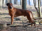 Rhodesian Ridgeback - vymazlen ttka