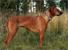 Rhodesian Ridgeback - vymazlen ttka