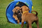 Rhodesian Ridgeback - vymazlen ttka