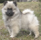 Nmeck pic vl / keeshond krsn tata s PP