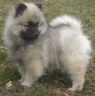 Nmeck pic vl / keeshond krsn tata s PP