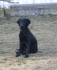 Flat coater retriever