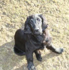 Flat coater retriever