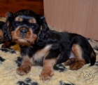 kavalr king charles panl
