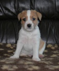 Parson Russell Terrier - ttka s PP