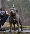 Staffordshire Bull Terrier blue/modre