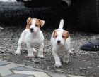 jack russell terir