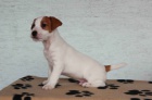 jack russell terir