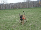 Belgick ovk malinois