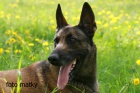 Belgick ovk Malinois 