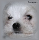 Malt�z��ek s rodokmenem