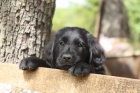 Flat coated retriever tata