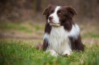 Kryt chovnm psem Border Collie