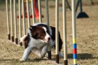 Kryt chovnm psem Border Collie