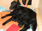 Flat coated retriever ttka